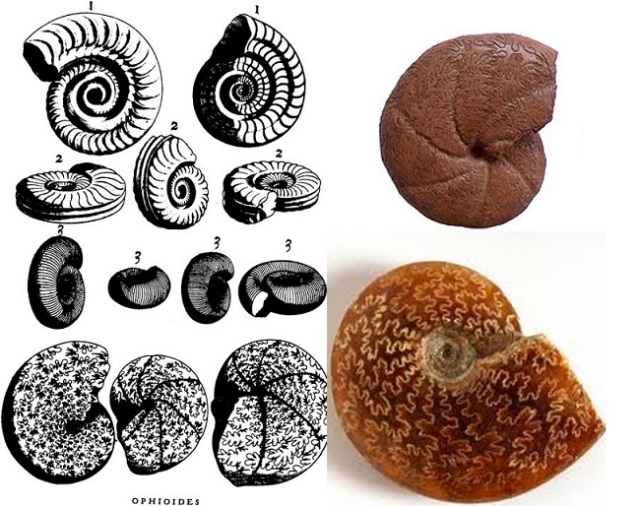 Ammonites illustration of the Metallotheca Vaticana of Michele Mercati. 